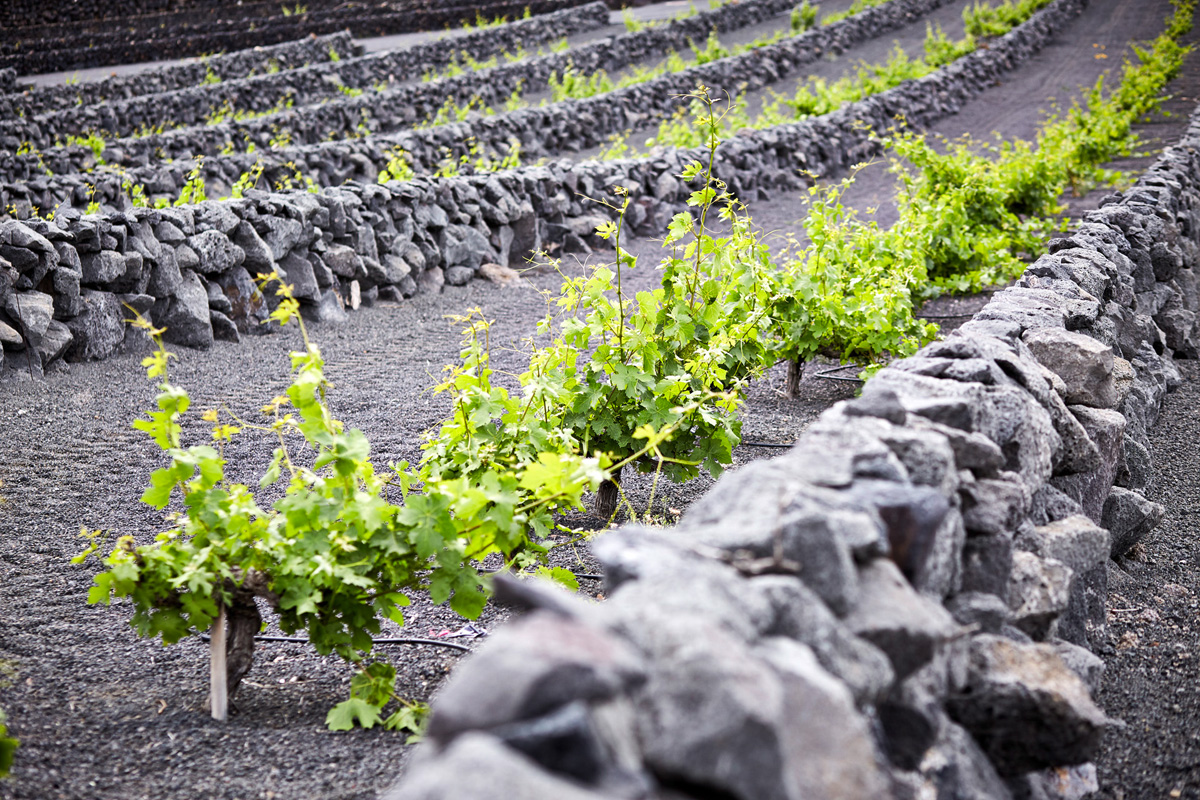 SABRINA ROTHE photography