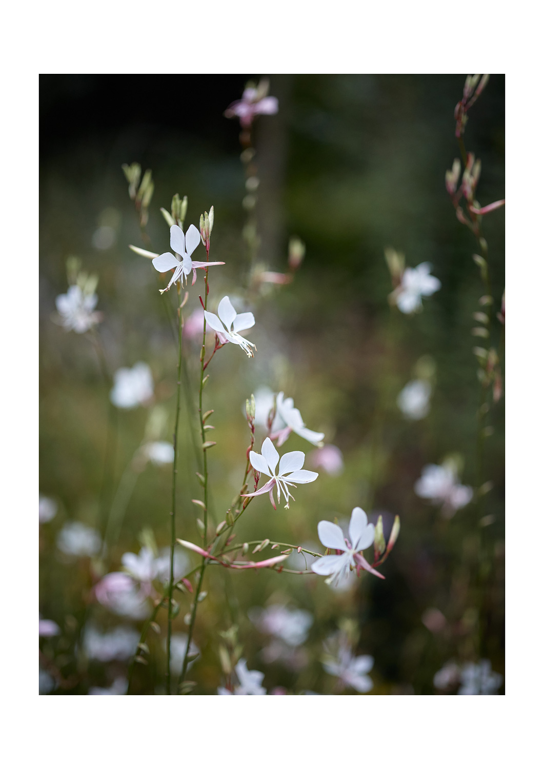 SABRINA ROTHE photography