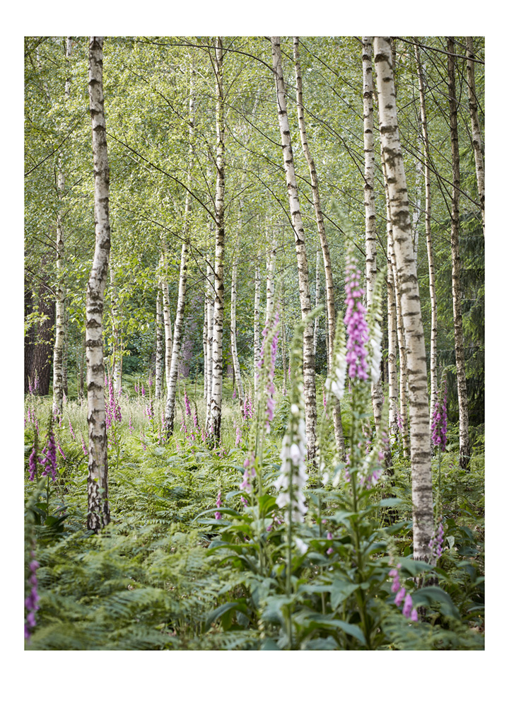 SABRINA ROTHE photography