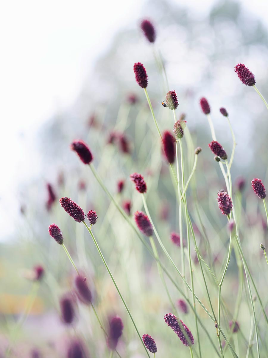 SABRINA ROTHE photography