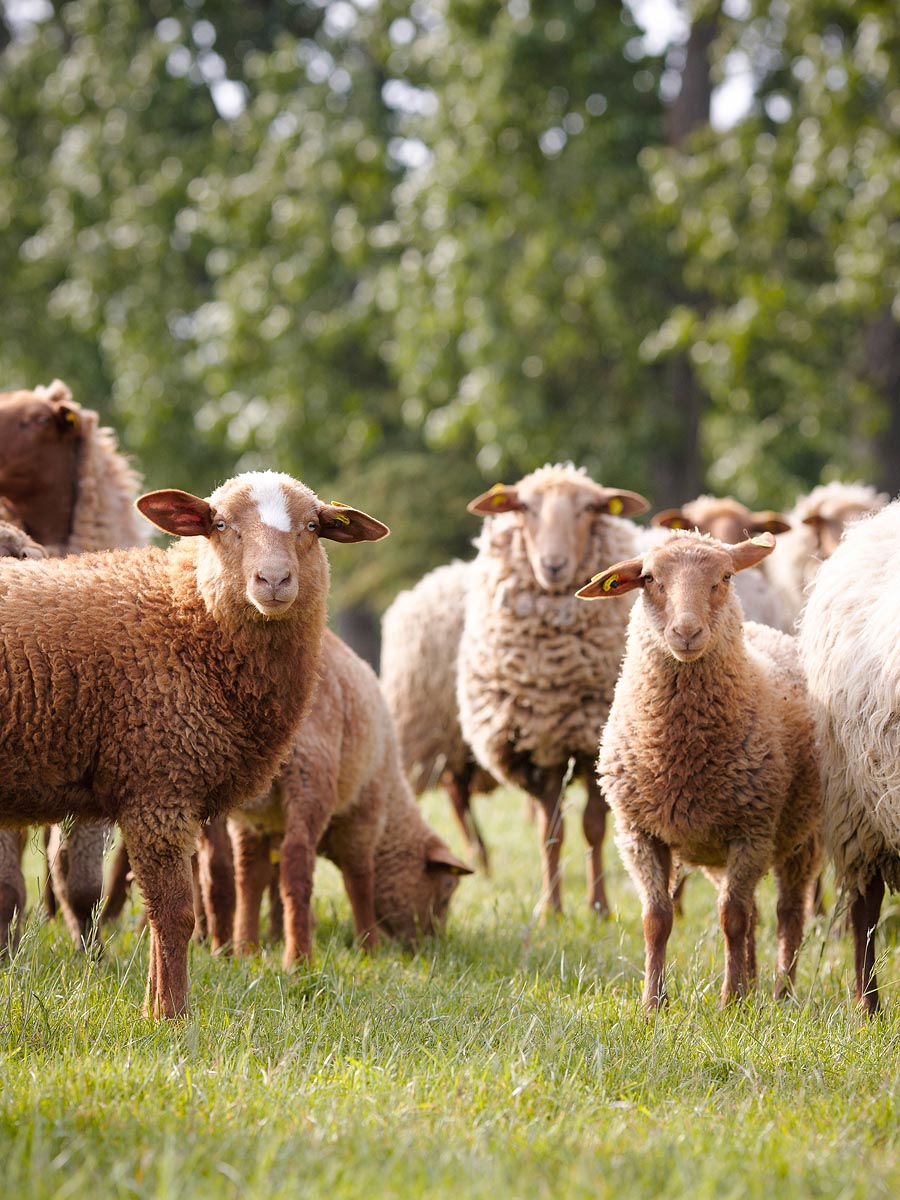 SABRINA ROTHE photography