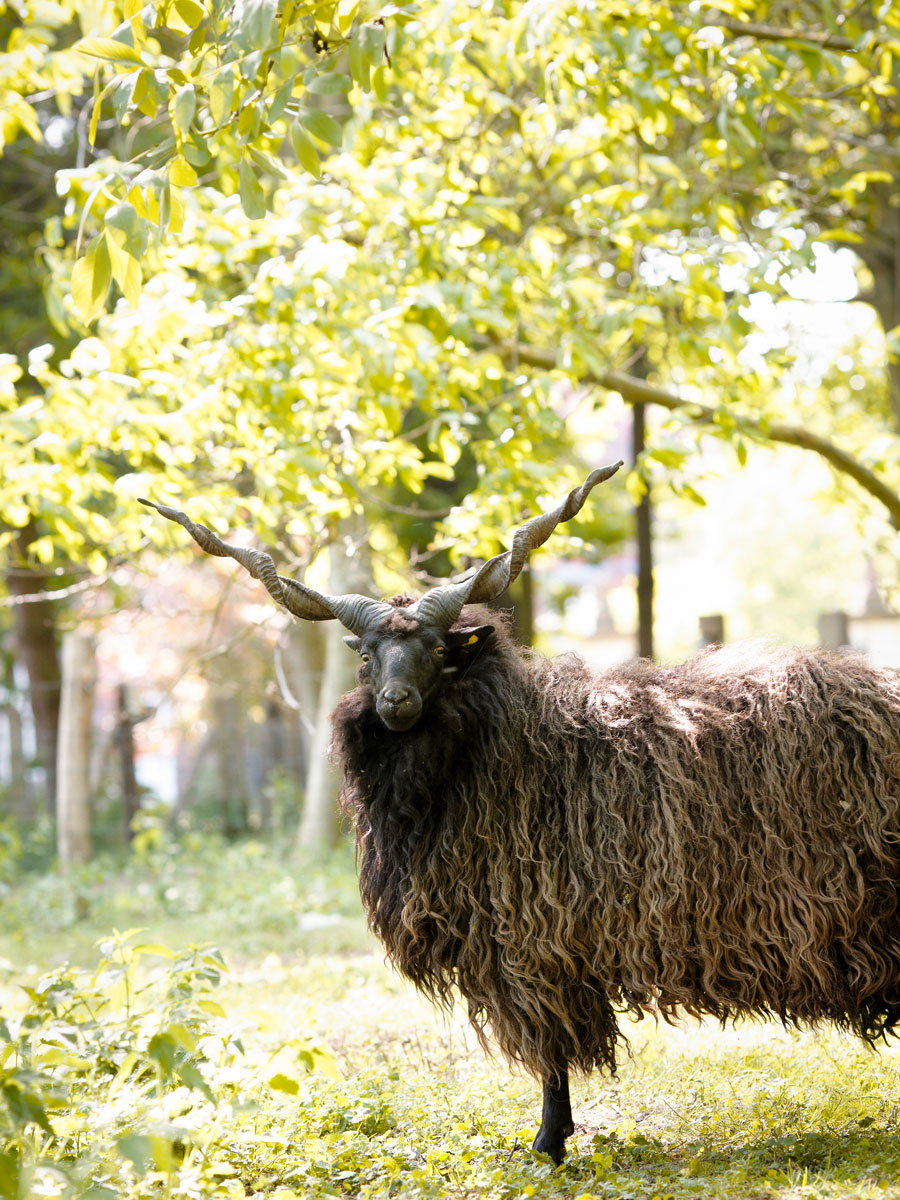 SABRINA ROTHE photography