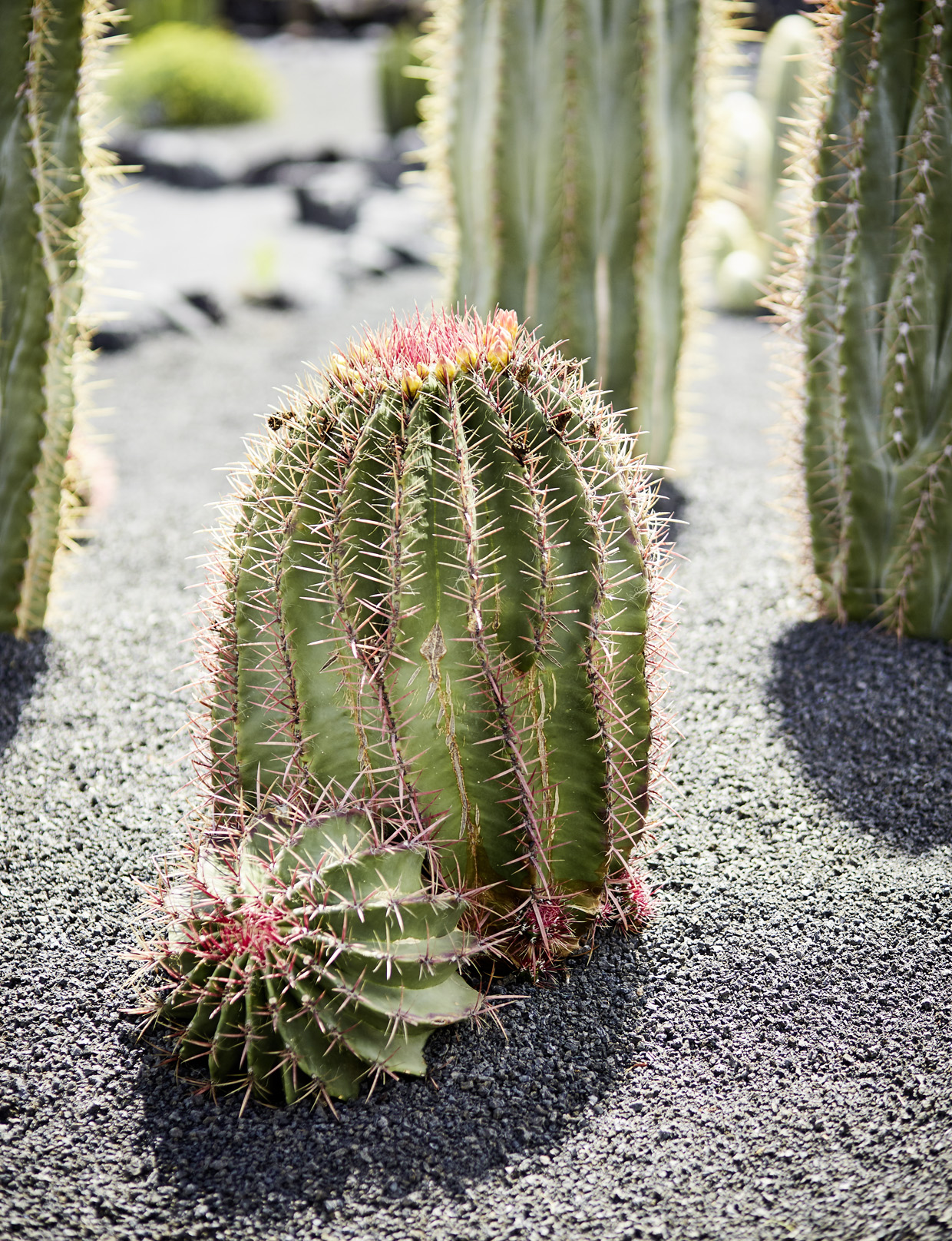 SABRINA ROTHE photography