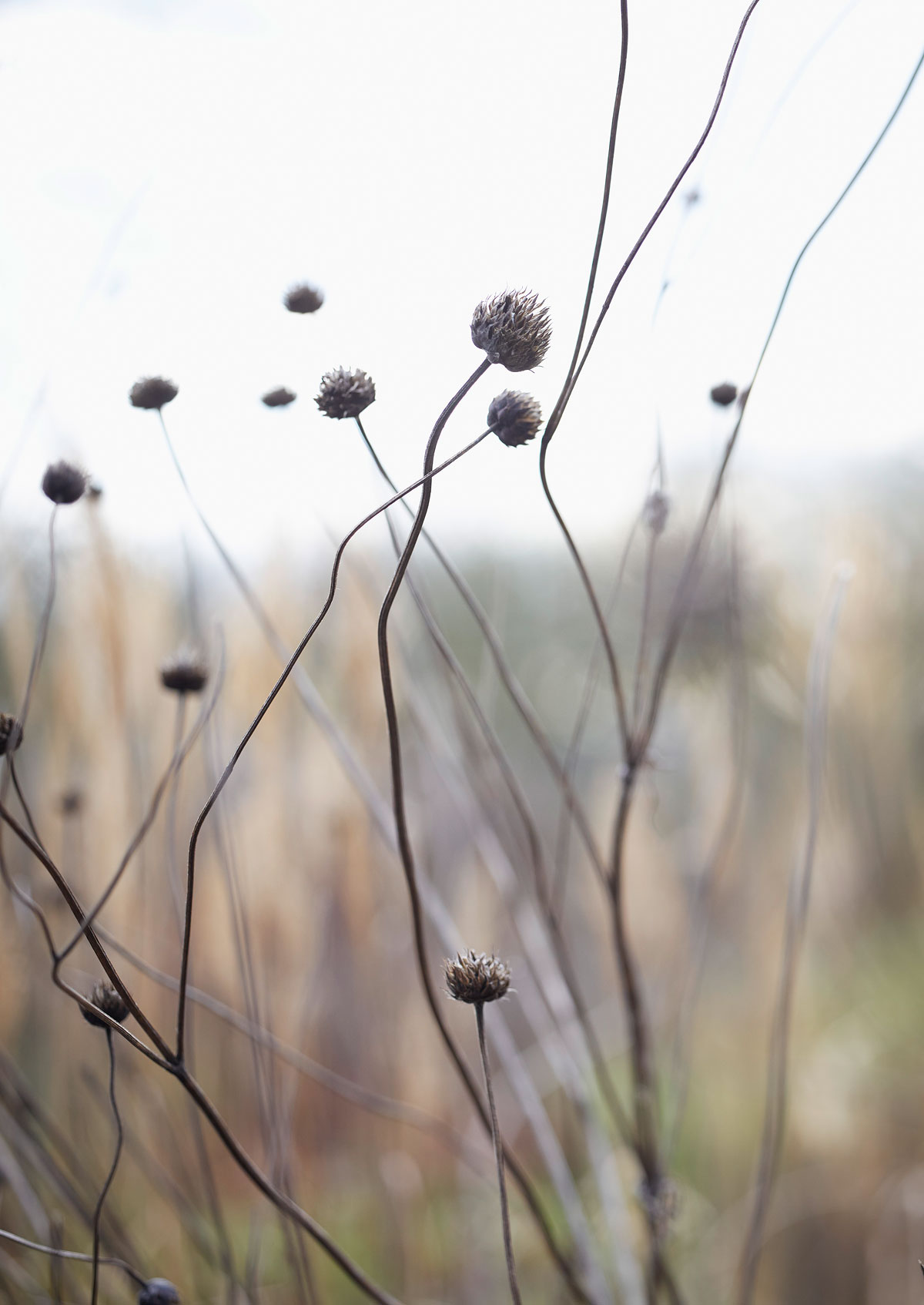 SABRINA ROTHE photography