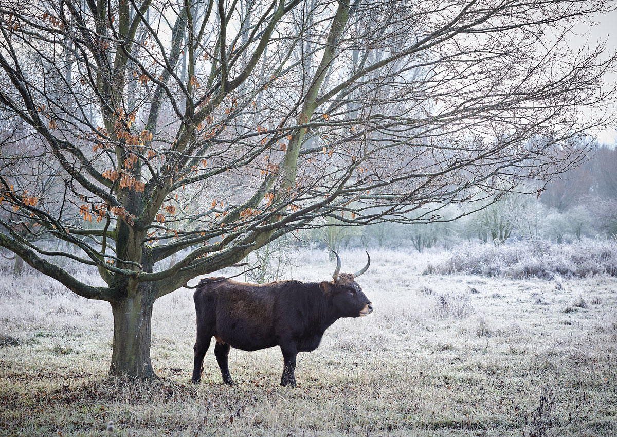 SABRINA ROTHE photography