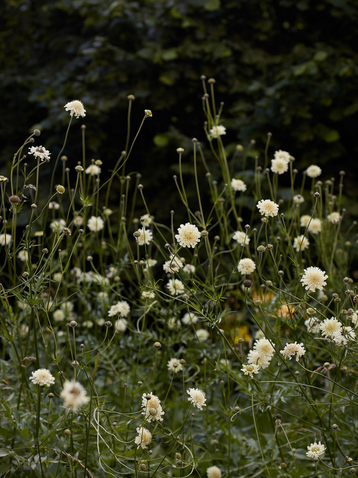 SABRINA ROTHE photography