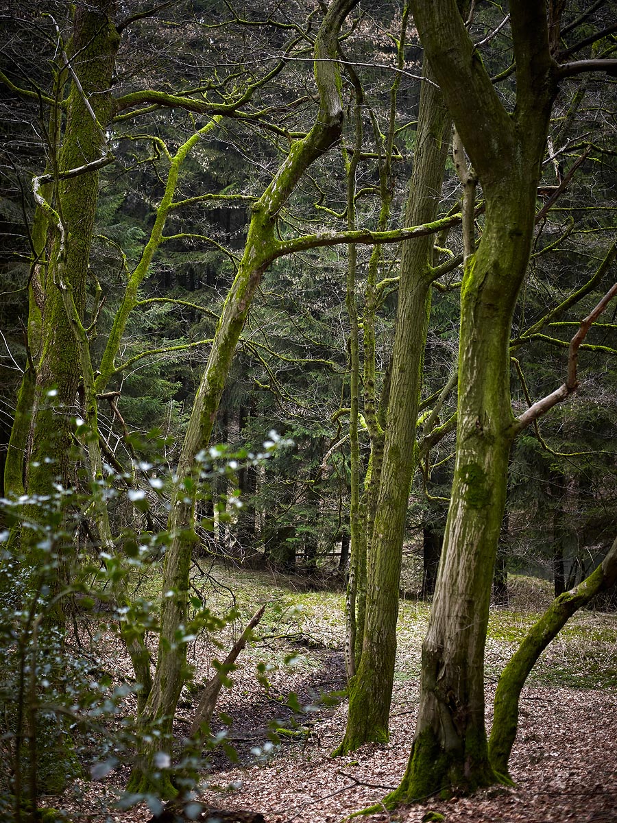 SABRINA ROTHE photography