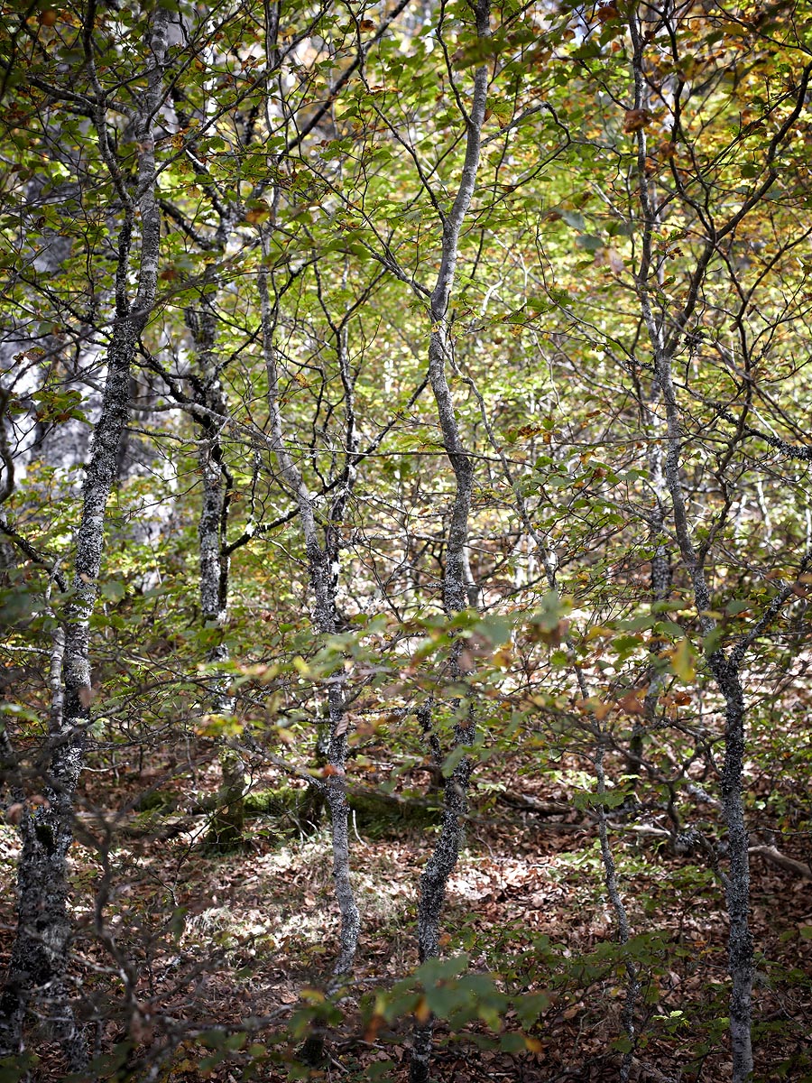 SABRINA ROTHE photography