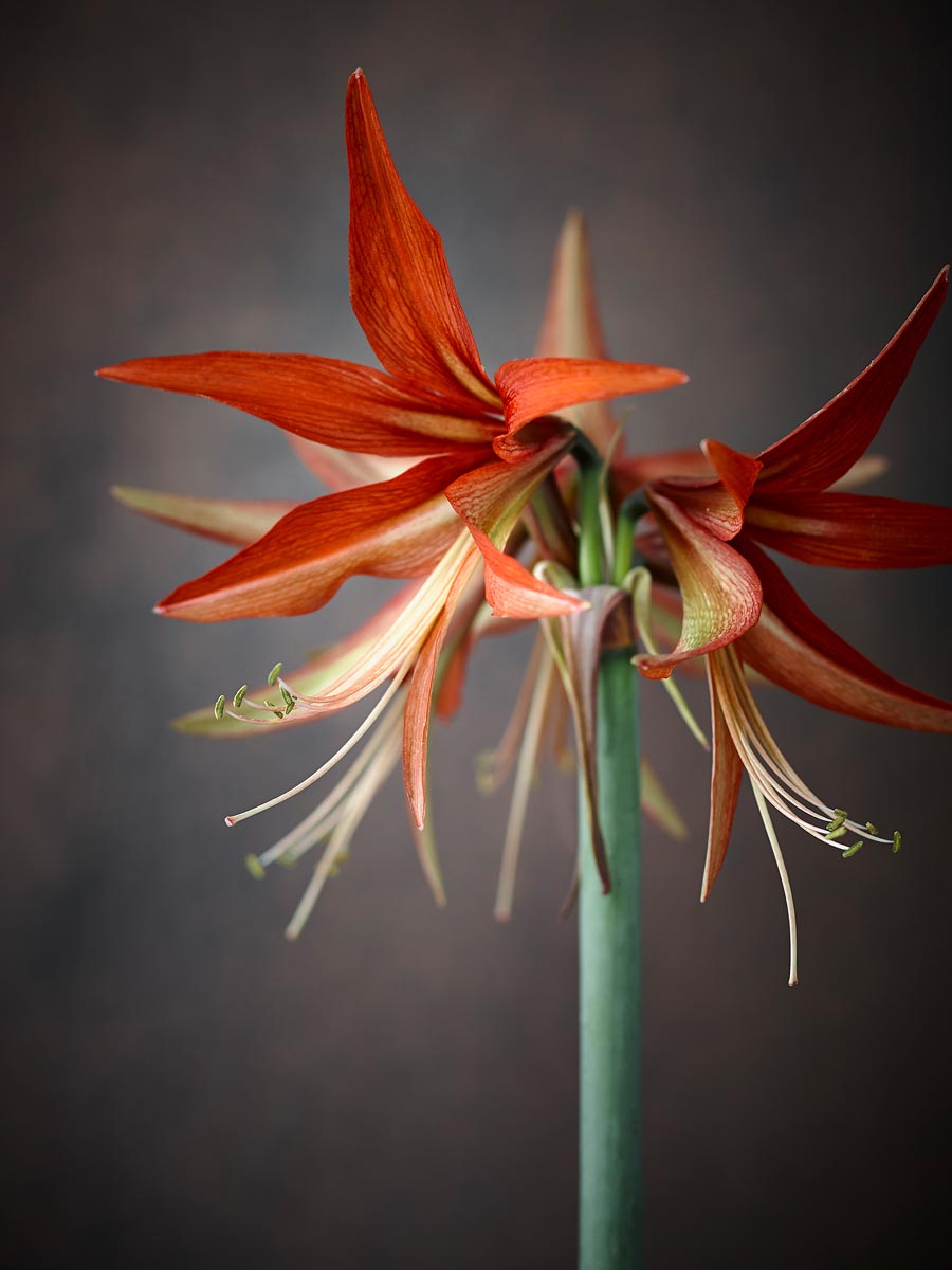 SABRINA ROTHE photography