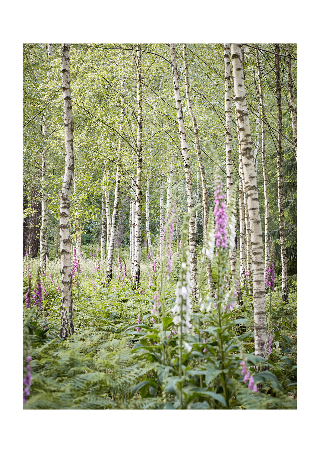 SABRINA ROTHE photography