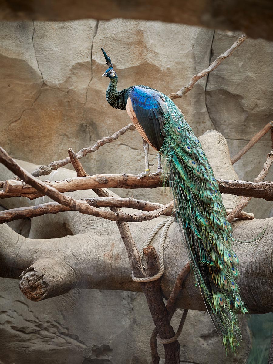 SABRINA ROTHE photography