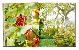 SABRINA ROTHE photography