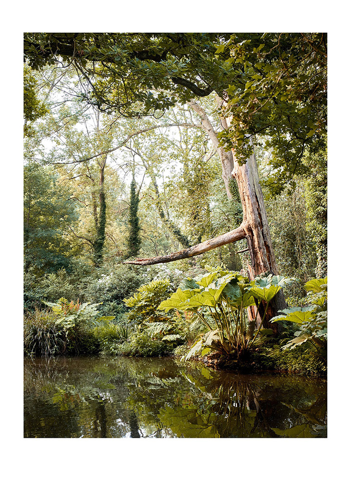 Mammutblatt, Museum Insel Hombroich, 2020 